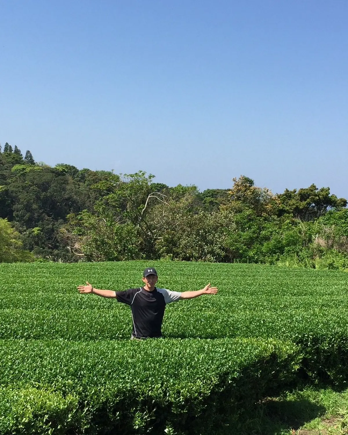 A tea grower standing among the rows of a shaded tea garden in Japan at harvest time