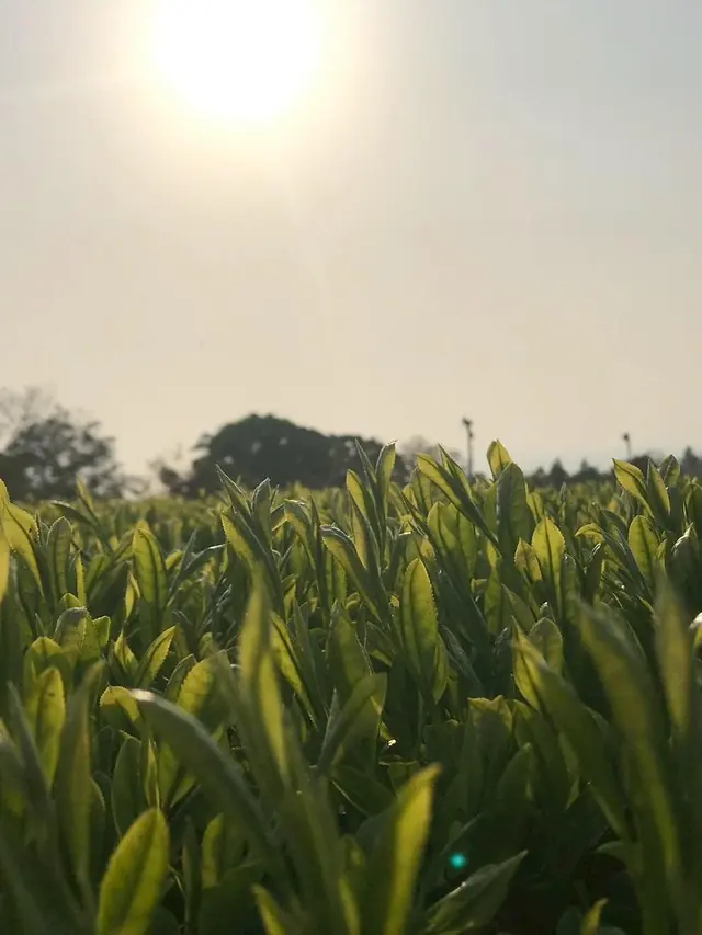 Sunrise over the first flush in a Japanese matcha tea garden