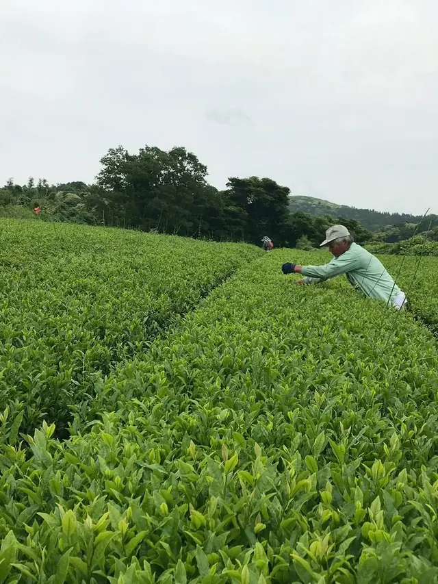 Walking the rows before harvest in a Japanese matcha tea garden
