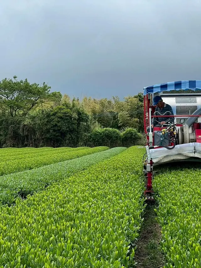 Straddle harvester at work in a Japanese matcha tea garden