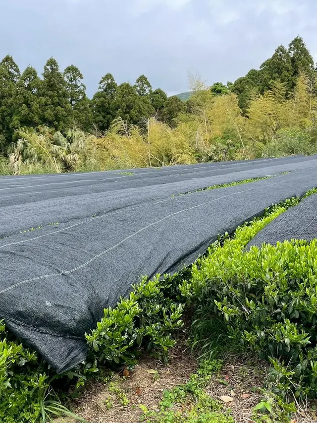 Shade cloth staked at the field edge in a Japanese matcha tea garden