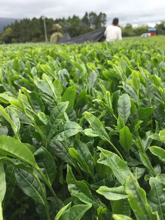 Checking growth under cover in a Japanese matcha tea garden