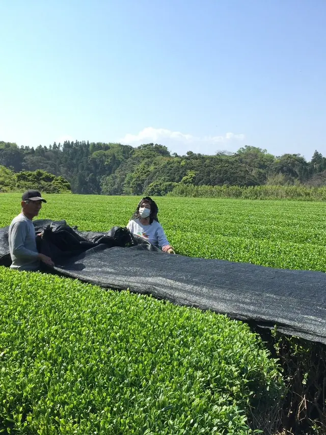 Two hands to draw the cover in a Japanese matcha tea garden