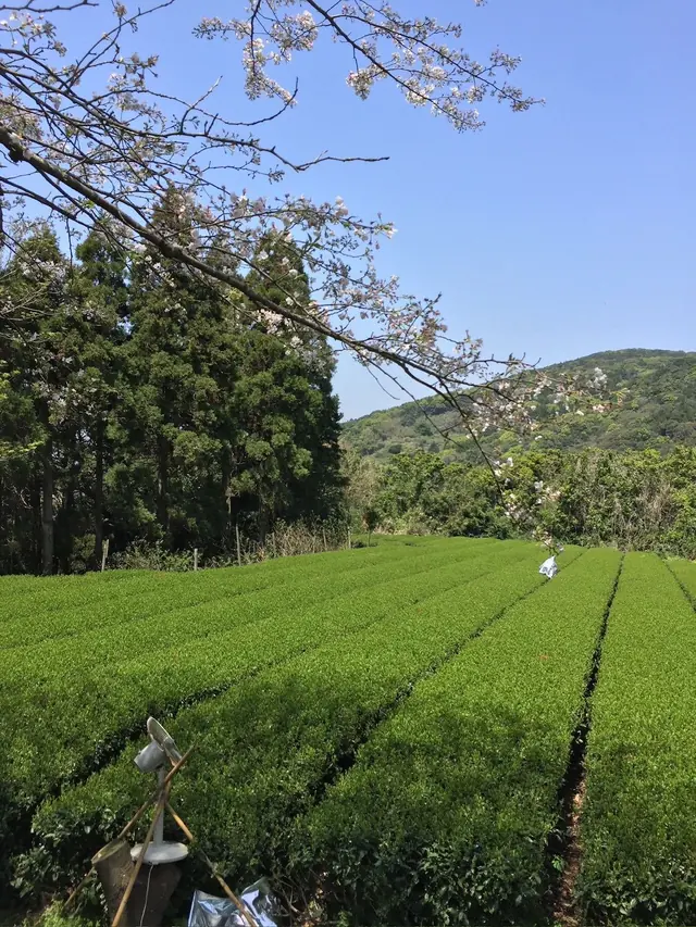 Cherry and tea, the same week in a Japanese matcha tea garden