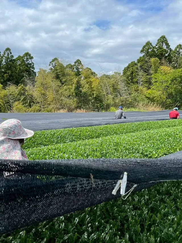 Pulling the shade cloth back in a Japanese matcha tea garden