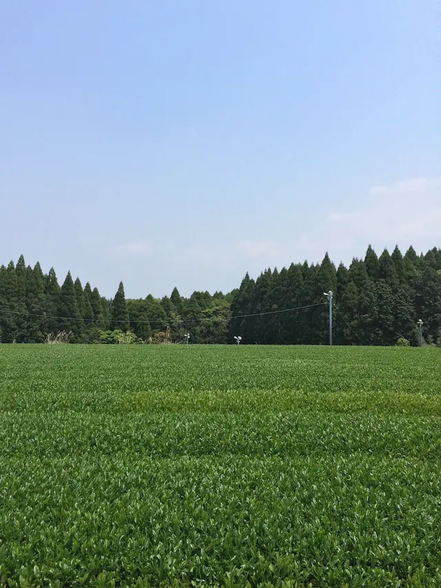 Cedar windbreak at the boundary in a Japanese matcha tea garden