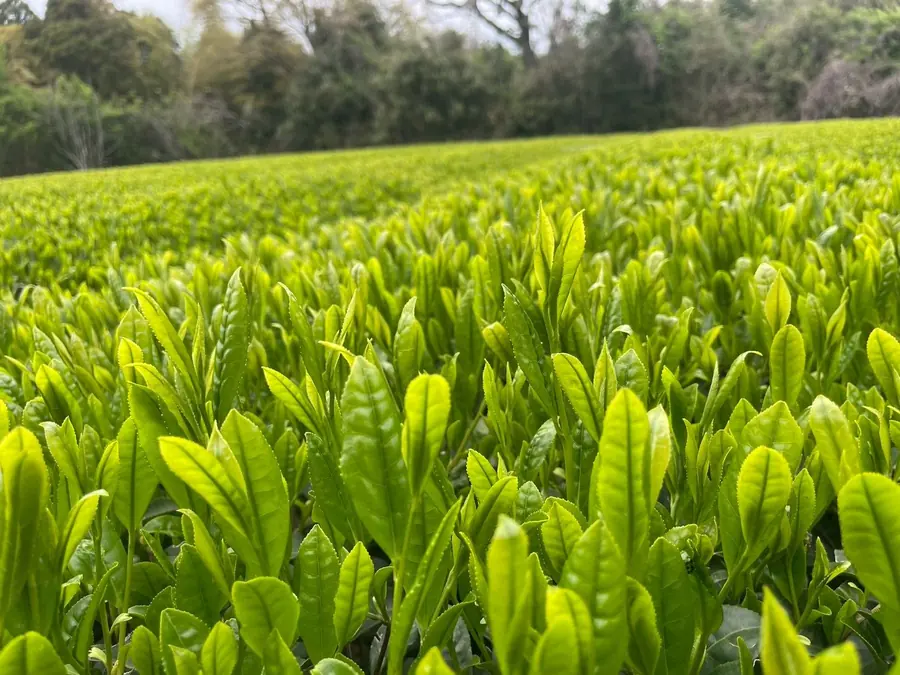 Dense new growth on tea bushes at Kanoya in Kagoshima, vivid green in early spring