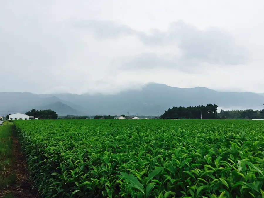 Flat river-plain tea fields at Nishio in Aichi, with a processing building behind the rows