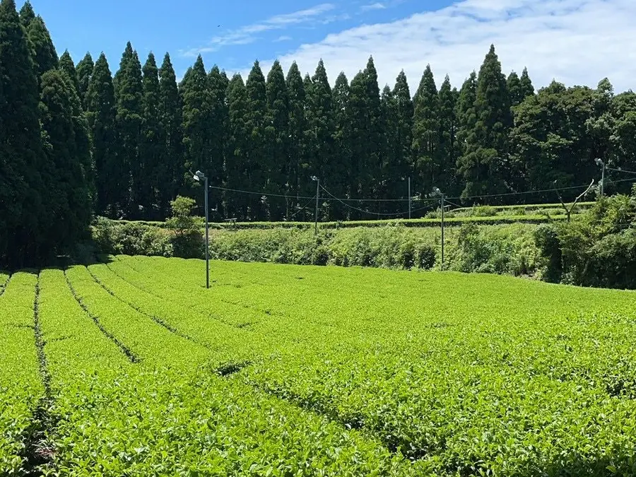 Neat tea rows in Shizuoka backed by tall cedar trees under a clear sky