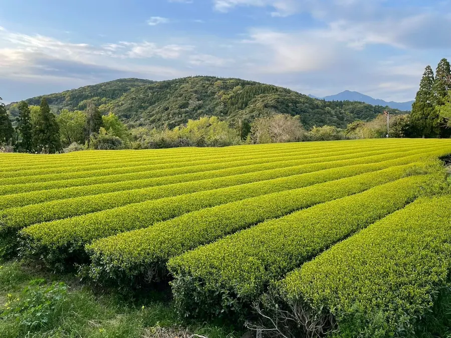 Terraced tea rows on a Uji hillside in Kyoto, catching low afternoon light
