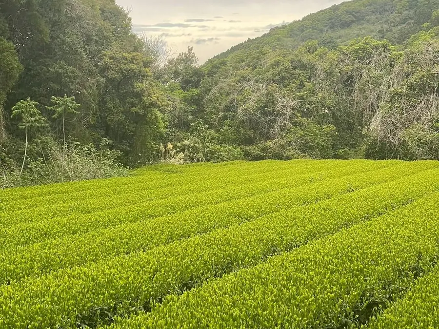 Tea rows in a misted mountain valley at Yame in Fukuoka