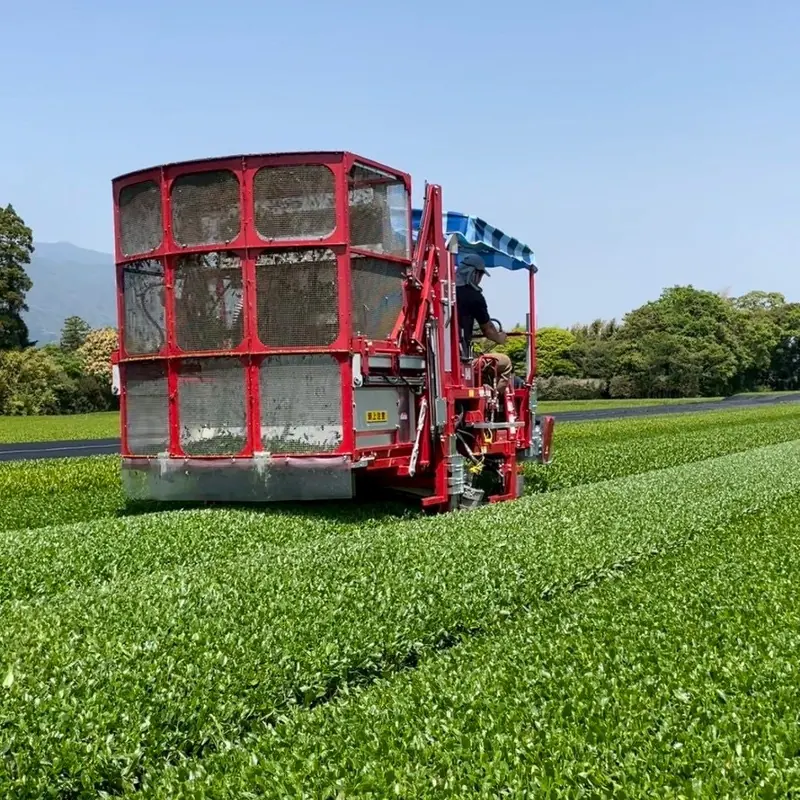 A straddle harvester working its way along a row of shaded tea bushes