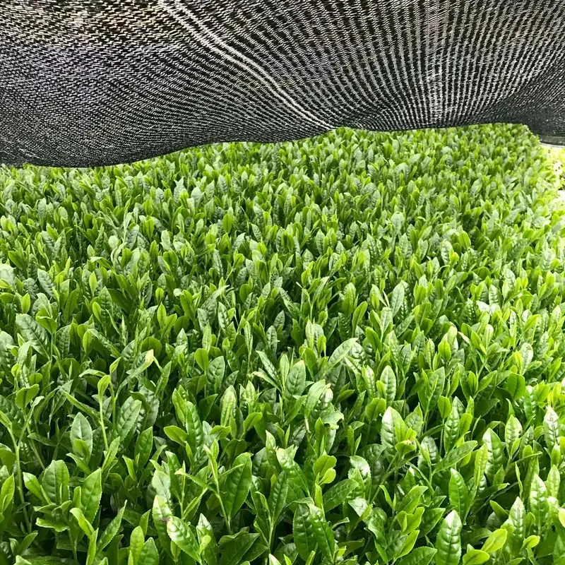 Black shade mesh drawn over rows of tea plants before the matcha harvest