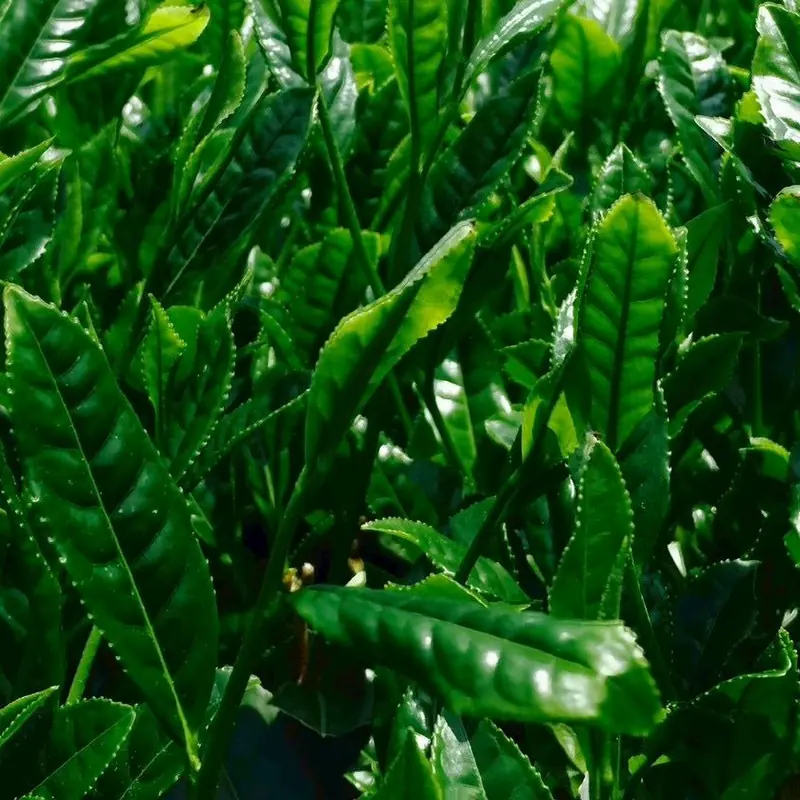 Close view of thick, dark tea leaves grown under shade, the raw material for tencha